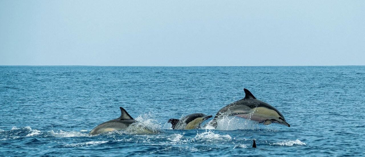 Dolphin Spotting in Goa