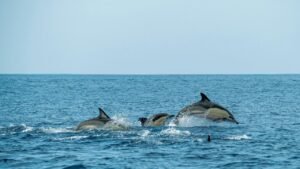 Magical Encounters: Dolphin Spotting in Goa and Where to Go