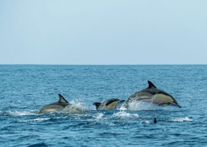 Dolphin Spotting in Goa